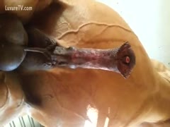 The large brown horse with the enormous schlong